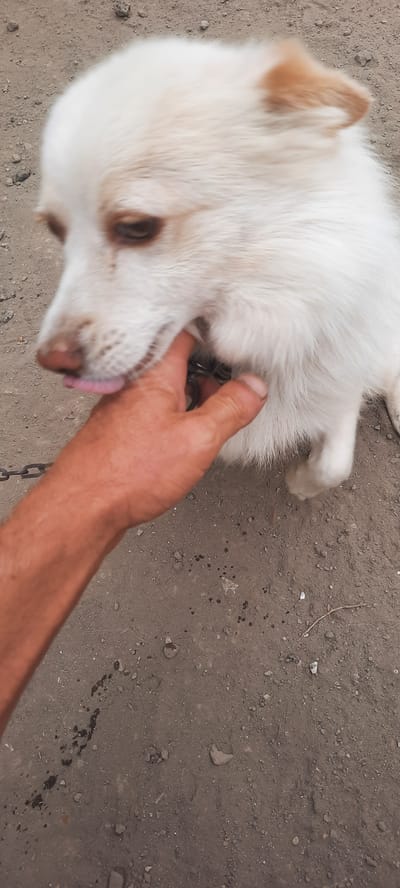 A white dog is being petted by a person's hand. The dog's tongue is visible, slightly extended, and appears to be licking the person's finger. The dog has brown eyes and tan markings on its ears. It is wearing a metal chain collar. The ground beneath them is composed of dirt and small stones. The scene is outdoors, in what appears to be an unpaved area.