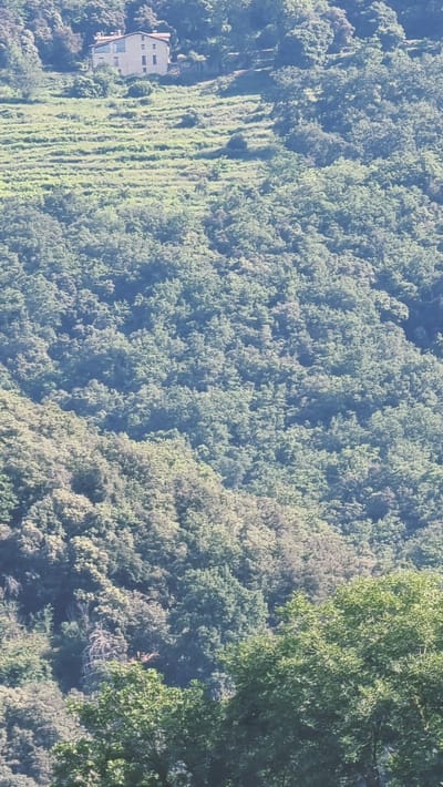 The image shows a residential building nestled on a terraced hillside covered in lush greenery, consistent with the natural landscape of Sant Joan les Fonts, Spain. The building, appears to be two stories high with a red-tiled roof and windows. The terraces below the house are cultivated with low-lying vegetation. The rest of the hillside is densely covered with trees, forming a natural forest that dominates the scene. The lighting suggests it is daytime, with sunlight filtering through the foliage, creating varied shades of green. The overall impression is a rural, natural setting with human habitation integrated into the landscape.