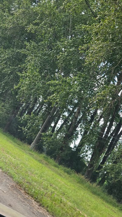 The image depicts a row of trees lining a sloped grassy area, with a road visible in the foreground. The trees are densely leaved and appear to be a mix of deciduous species. In the upper center of the image, a light fixture, possibly a streetlamp, is visible mounted on a pole amongst the branches. Several utility wires are strung between poles that are partially obscured by the trees. The grass is a vibrant green, suggesting a well-maintained area. The overall impression is a natural setting bordering a developed area, possibly a park or roadside. This scene is consistent with many locations in Kamensk-Uralsky, Russia, which has numerous green spaces and tree-lined streets.