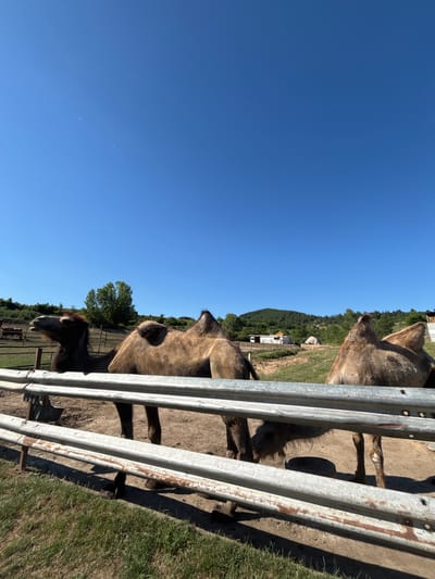 In Dabnitsa, Bulgaria, three camels are visible behind a metal fence under a clear blue sky. Two camels are standing and facing the camera, with their humps prominent. The third camel is bending down to drink from a trough. The ground is sandy, with patches of green grass. In the background, there are trees, hills, and some small buildings. The scene appears to be a rural or farm setting.