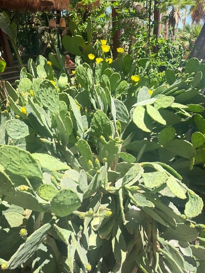 The image displays a densely packed prickly pear cactus plant in bloom, with numerous yellow flowers scattered among its green, paddle-shaped pads. The cactus is situated in an outdoor setting, likely a garden or courtyard, with lush green foliage and palm trees visible in the background. A thatched roof structure is visible in the upper left corner, suggesting an outdoor seating area or shelter. In the mid-ground, a person is partially visible, seated and appearing to be relaxed. The scene is bathed in bright sunlight, casting distinct shadows on the cactus pads, indicating a sunny day. The overall impression is one of a vibrant and natural environment.