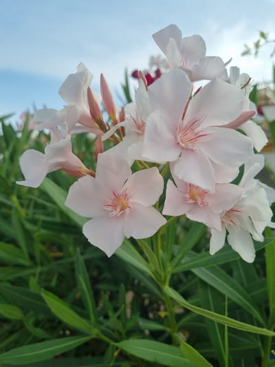 A close-up, eye-level, outdoor, vertical shot captures a cluster of pale pink and white oleander flowers in bloom, with lush green foliage in the foreground and a bright blue sky with wispy clouds in the background. The flowers, some fully open and others in bud, exhibit delicate pink veining radiating from their centers. A tiny insect, possibly a praying mantis, is perched on one of the petals. The scene appears to be in a garden or natural setting within the city of Orihuela, Spain, likely during a warm season. The lighting suggests it is either morning or late afternoon.