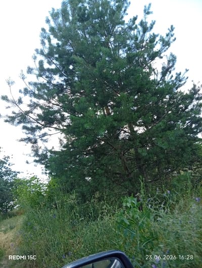 This media file captures an outdoor scene dominated by a large pine tree. The tree's dark green needles and branches fill a significant portion of the frame, with the sky visible through its less dense sections. In the foreground and to the right, there is lush green vegetation, including tall grasses and some small purple wildflowers, suggesting a natural or rural setting. The lower right corner of the image shows a sliver of a dark object, possibly part of a vehicle, indicating that the photo was taken from a moving car.
The time of day appears to be late afternoon or early evening, given the soft light filtering through the trees and the overall brightness of the sky. The weather seems clear.
Visible text in the image includes "REDMI 15C" in the bottom left corner, likely indicating the model of the phone used to take the photo. In the bottom right corner, a date and time stamp reads "23.06.2026 16:28". This suggests the photo was taken on June 23, 2026, at 4:28 PM. The location context is Mykolaivka, Ukraine. No people are visible in the image, and the primary subjects are the pine tree and the surrounding vegetation. The overall mood is serene and natural.