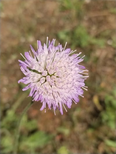 A close-up, top-down shot focuses on a single, spherical purple and white flower with delicate, feathery petals and visible stamens. The background is a soft blur of earthy browns and greens, suggesting an outdoor, natural environment. There are no people or specific landmarks visible that would indicate a location within Гожскі сельскі Савет, Belarus.
