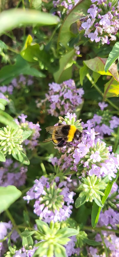 A bumblebee with black and yellow stripes is perched on a cluster of small, light purple flowers. The bumblebee is facing to the right and its wings are partially extended. The flowers are delicate and clustered together, surrounded by green foliage. The background is softly blurred, creating a shallow depth of field that highlights the bumblebee and flowers. The scene appears to be an outdoor garden setting. The location is Сырымбет, Kazakhstan.