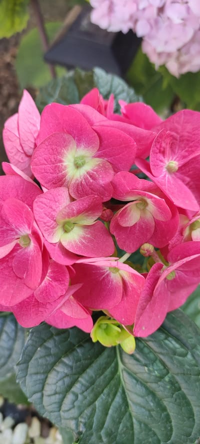 This media file is a close-up, vertical shot of a cluster of bright pink hydrangeas. The hydrangeas are in full bloom, with many individual florets creating a dense, textured surface. The petals are a vibrant fuchsia pink, with lighter, almost pale green centers where the flower buds are located. Some of the petals show subtle variations in color, with hints of pale green or yellow radiating from the center. The texture of the petals is delicate and slightly ruffled.
Beneath the flowers, the dark green, textured leaves of the hydrangea plant are visible, providing a strong contrast to the bright pink blooms. The leaves have a prominent veining pattern.
In the background, there are out-of-focus hints of other flowers, including what appears to be a pale pink hydrangea. There are also dark, angular shapes that could be part of a pot or planter, and a blurry brown element that might be soil or mulch.
The lighting suggests an outdoor setting, possibly in natural daylight. The focus is sharply on the hydrangeas in the foreground, with the background elements softly blurred, creating a shallow depth of field. There is no visible text in the image. The overall impression is one of abundant floral beauty in a garden or park setting.
