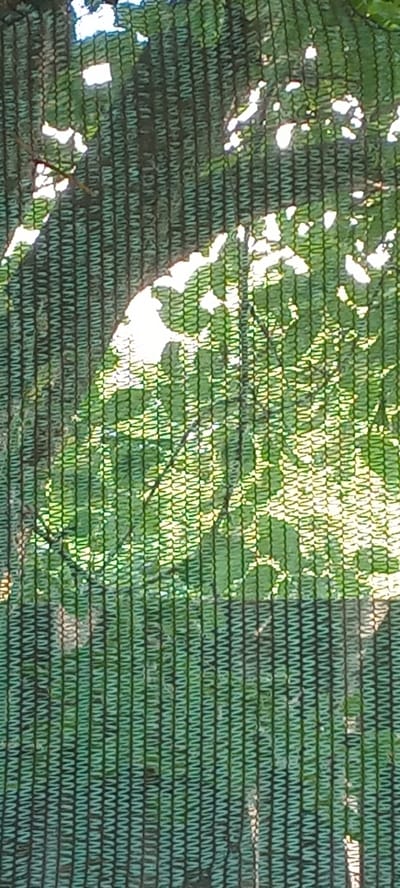 The image depicts a close-up view of a tree trunk and foliage, viewed through a green mesh netting. The netting creates a striped effect across the entire image, obscuring some of the details of the natural elements behind it. Sunlight filters through the leaves, creating bright patches and dappled shadows on the trunk and foliage. The overall impression is of a shaded, natural environment. There are no people or specific objects that would indicate a particular location within the city of Koviahy, Ukraine.
