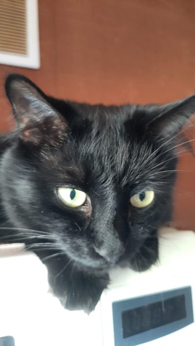The image is an extreme close-up, taken from a high angle, of a black cat's face. The cat is looking directly at the camera with wide, light green eyes. The cat's fur is dark and appears slightly disheveled. Its ears are pointed upwards, and its whiskers are prominent. The background is split into two distinct areas. On the left, a solid, reddish-brown surface is visible, possibly a wall or furniture. On the right, a bright white surface is present, with a dark rectangular object on it that has some subtle lines. The lighting is somewhat harsh, creating bright highlights and deep shadows, suggesting it might be daytime with strong light sources. The cat's expression seems alert and curious. No visible text is present in the image. The context of Smarhon, Belarus, is provided but not visually discernible from the image itself. The image appears to be a candid shot, likely taken in a domestic setting.