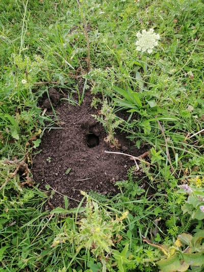 The image shows a hole in the ground, likely an animal burrow, surrounded by green grass and various plants. There is a pile of dark soil around the entrance of the hole. The overall scene is of an outdoor environment, possibly a field or a park, in Krasnoluka, Ukraine. No people or animals are visible in the image.
