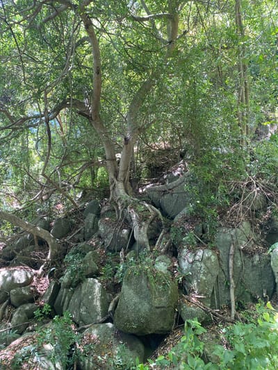 The image depicts a lush, green, tropical environment, possibly a forest or jungle, in Ban Haad Rin, Thailand. Dominating the scene is a tree with intertwining branches and abundant foliage. The tree's roots appear to be growing around and through a stone wall or rocky outcrop. The stone elements are covered in moss and vegetation, indicating a damp, humid environment. The image is slightly overexposed, which adds to the brightness of the scene.