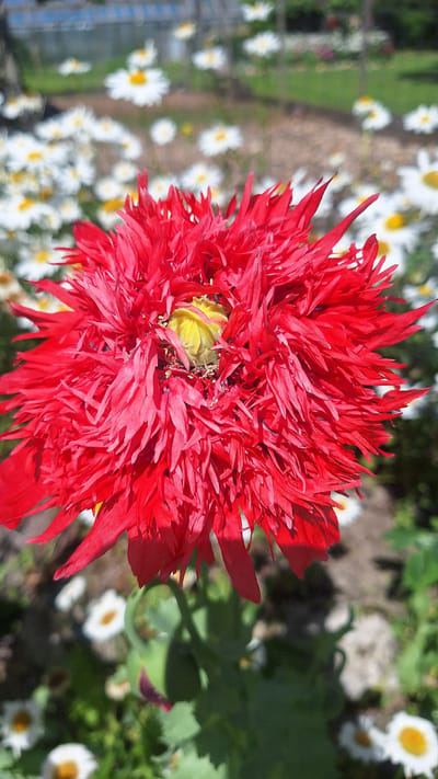A close-up vertical shot captures a vibrant red, multi-petaled poppy flower as the central subject, with its ruffled petals and a bright yellow center. The flower is in full bloom, its petals fanning outwards. In the background, a garden scene unfolds with numerous white daisies dotted amongst green foliage. The ground appears to be a mix of soil and gravel. The lighting suggests a sunny day. The location is an outdoor garden.