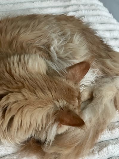 A close-up shot shows the back of a fluffy, tan-colored dog curled up asleep on a white, ribbed blanket. The dog's ears are visible, and its fur is a mix of lighter and darker tan shades, with some white fur peeking through. The dog appears to be resting comfortably, with its head tucked in. There is no identifiable information about the location in Rozsoshentsi, Ukraine.