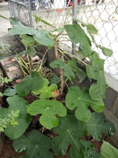 The image depicts an outdoor scene featuring a plant with large, lobed green leaves and small clusters of orange flowers. The plant is growing in soil, possibly in a planter or garden bed, with a concrete wall and a chain-link fence visible in the background. There are no people or animals present in the image. The overall impression is one of a natural setting within an urban or semi-urban environment. The specific location in the city of Phú Sơn, Vietnam is not discernible from the visual information alone.