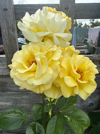 A cluster of three yellow roses is in the foreground, with a fourth pale yellow rose slightly out of focus above them. The roses are in full bloom, with numerous ruffled petals. The central rose is the largest and most detailed, revealing its stamen in the center. They are set against a weathered wooden fence and green leaves. In the background, blurred out, are clothes hanging on a washing line, a wheelbarrow, and a hint of a building. The scene is outdoors under a cloudy sky. The location is identified as Test Valley, United Kingdom.