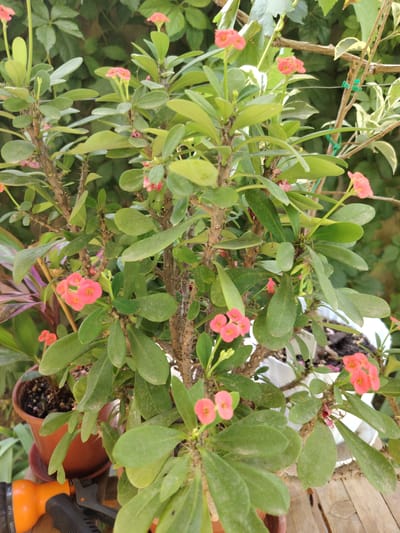 A close-up, eye-level shot shows a potted plant with pink flowers and green leaves. The plant has a thorny stem and is in an orange pot. The background consists of green foliage and a wooden surface. The location is identified as Tavaksay, Uzbekistan.