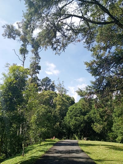A path cuts through a green landscape dotted with trees. The branches of taller trees frame the sky, creating a natural canopy. The path is dark asphalt, contrasting with the vibrant green grass on either side. Sunlight filters through the trees, casting shadows on the path and adding depth to the scene. Two small objects, perhaps benches, appear further down the path and on the grass.