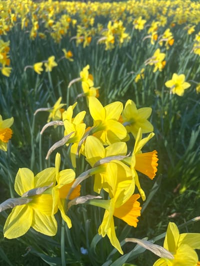 The image displays a dense field of blooming yellow daffodils (Narcissus) under strong, direct sunlight, located in Bradford, United Kingdom. The foreground features multiple daffodils sharply in focus, exhibiting bright yellow perianths and prominent orange-yellow coronas. Green stems and linear leaves are visible, intertwined with some dried, light-brown plant material. The background presents a vast, out-of-focus expanse of additional yellow daffodils, suggesting a large cultivated area or naturalized patch. No human subjects, animals, or man-made objects are present within the frame. The lighting creates distinct shadows and bright highlights across the floral and botanical elements.