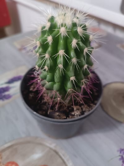 A small, potted cactus sits on a table. The cactus is green with sharp white spines, and some of its lower spines have a pinkish hue. It is planted in dark soil within a gray pot. The table surface appears to be made of wood with a light gray, wood-grain pattern. To the left of the cactus, a decorative item with purple lavender sprigs is partially visible. In the background, a red object and a blurred white surface are present. The overall lighting suggests an indoor setting, possibly during daylight hours. The scene conveys a sense of domestic stillness or a simple decorative arrangement. There is no visible text in the image.
