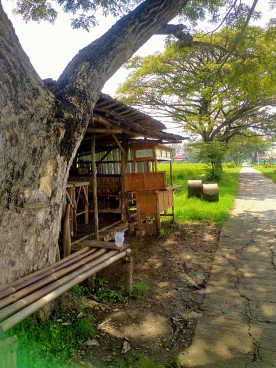 The image shows a wooden shack partially obscured by a large tree with a thick trunk. The shack is constructed with wooden poles and corrugated metal sheeting. There is a wooden bench to the left of the shack, and a small, wooden table in front of it. The scene is located in Karangmalang, Indonesia, at coordinates latitude -7.454, longitude 111.038. A dirt path extends from the front of the shack to a paved road in the distance. The paved road is lined with lush green grass. The scene appears to be in the countryside. There are no people in the image. The sky is a light blue with some scattered clouds. The sun is shining brightly. A plastic cup sits on the wooden bench. The image is taken from a low angle, looking up at the shack. The scene is quiet and peaceful.