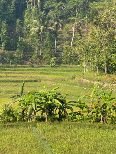 This image depicts a lush, terraced rice field landscape located in the region of Alian, Indonesia. The foreground is dominated by a vibrant green rice paddy, with a narrow, mown strip creating a pathway through it. Behind this, a series of tiered rice terraces ascend the hillside, showcasing varying shades of green and gold, suggesting different stages of growth or harvesting.
A line of banana trees, with their characteristic large, broad leaves, forms a prominent border across the middle ground. Beyond the terraces, the hillside is densely covered with a variety of tropical trees and vegetation, creating a rich tapestry of green foliage. In the distance, further up the slope, a small, light blue structure with a visible inscription is nestled among the trees. The overall impression is one of a cultivated agricultural landscape integrated harmoniously with a dense natural environment, bathed in the warm light of what appears to be late afternoon or early morning. There are no people or animals visible in the scene.