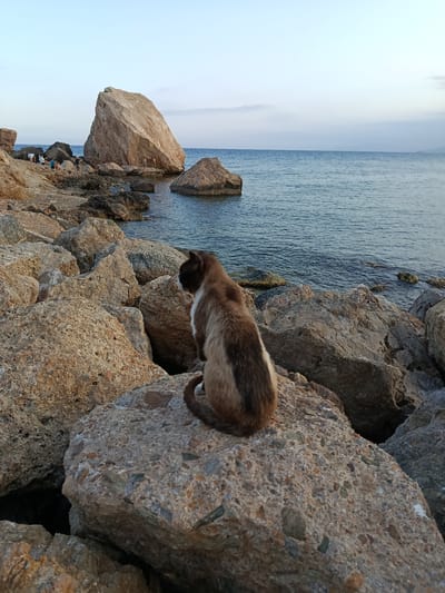 A medium shot, eye-level, outdoor photograph shows a brown and white cat sitting on a large, textured, light brown rock. The cat is facing away from the camera, looking out at a body of water. The cat has dark brown markings on its head and back, with white fur on its chest and a curled tail.
The cat is positioned in the foreground, with the water and the shoreline filling the background. The shoreline is composed of numerous rocks of various sizes and textures, ranging from smooth, rounded stones to rough, angular boulders. Some of these rocks are submerged in the water.
In the distance, on the left side of the frame, a large, light brown rock formation dominates the scene. Several people, appearing as small figures, are visible near this rock formation, some of them on the rocky shore and others in or near the water. The water itself is a deep blue, with gentle waves lapping against the shore. The sky above is a pale blue with faint wisps of clouds.
The overall scene is one of a natural coastal environment. The image quality is clear, with good lighting, suggesting it was taken during daylight hours, possibly late afternoon or early evening given the soft light. The camera appears to be steady, and the focus is primarily on the cat and its immediate surroundings. The location is identified as the coastal area of ÁGuilas, Spain.