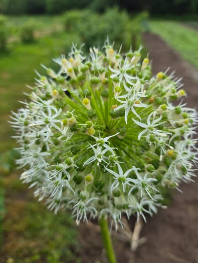 A close-up, vertical, outdoor shot focuses on the spherical bloom of an ornamental onion plant, likely in a garden in Gardamas, Lithuania. The flower head is a dense cluster of small, white, star-shaped florets with delicate, thin petals. Many of these florets are interspersed with small, green, unopened buds. Some yellow anthers are visible within the open flowers. The bloom is centered in the frame, with the background softly blurred. To the right of the flower, a pathway or tilled row of earth is visible, bordered by greenery. The distant background consists of more blurred green foliage and trees, suggesting a natural or cultivated outdoor setting. The overall lighting appears natural, with no artificial light sources evident.