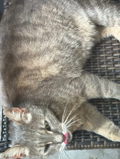 A close-up, high-angle shot shows a gray tabby cat lying on a dark brown wicker chair outdoors. The cat is mostly filling the frame, with its head at the bottom left. Its mouth is open, and a pink tongue is extended, licking its nose. The cat's eyes are partially closed, and its whiskers are prominent and white. The cat's fur is short and appears to be a mix of gray, brown, and tan. The wicker chair has a textured weave pattern. The lighting suggests it is daytime, with some dappled sunlight hitting the cat's fur. The image does not provide any information about the city of Prosena, Bulgaria, or any other specific location.