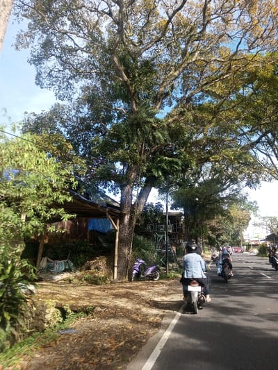 This image depicts a roadside scene in Phonengam, Laos, under clear daytime conditions. A two-lane asphalt road occupies the right side of the frame, marked by a solid white edge line and a dashed white center line in the distance. Multiple motorcycles with riders are traveling away from the viewer on this road. The nearest motorcycle carries two individuals; the lead rider wears a black helmet and a light blue denim jacket. Further down the road, additional motorcycles are visible, with one rider identifiable by a black hijab. Red vehicles, possibly cars, are discernible in the far distance.

On the left, a dirt shoulder and vegetated area separate the road from rudimentary structures. A large tree with a prominent trunk and extensive leafy canopy, featuring both green and yellow-green foliage and epiphytic ferns, dominates the left-center. A utility pole stands to its right, between the tree and the road. Parked on the dirt shoulder near the tree's base is a purple scooter with white wheels. Behind this, a simple structure constructed from corrugated metal sheets and wooden posts, with a blue tarp covering part of its roof, is partially visible. A large white woven sack rests against this structure. Further back and slightly to the right of the main tree, a multi-level wooden structure or scaffolding is also present amidst dense green foliage. A concrete culvert is partially visible at the bottom left edge of the frame. The scene is brightly lit by sunlight, casting shadows.