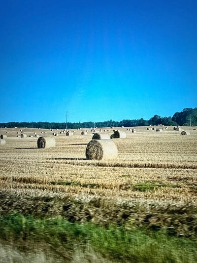 The image shows a wide, dry field of harvested wheat with numerous round hay bales scattered across it. The sky is clear and blue. In the background, a line of dark green trees forms a forest edge, with a single utility pole visible among them. The foreground consists of blurred green and brown foliage, suggesting the photograph was taken from a moving vehicle. The scene is set in the rural area of Galinė, Lithuania.