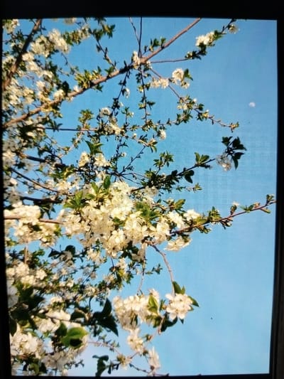 A close-up, upward-facing shot of blooming white cherry tree branches against a clear blue sky with a small, faint moon visible in the upper right quadrant. The branches are laden with white blossoms and some green leaves. The image appears to be taken in Tinchlik, Uzbekistan.