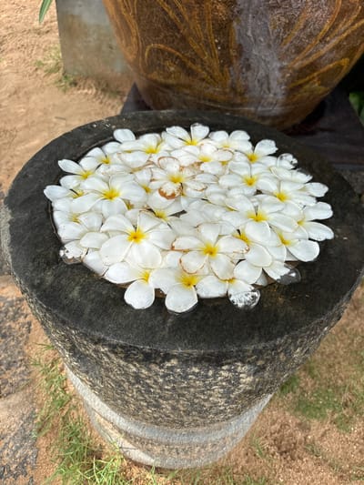 The image depicts a stone container filled with white and yellow plumeria flowers, likely serving as a decorative element. The container is cylindrical and appears to be made of dark gray stone. It sits partially on a sandy or earthy surface, possibly in an outdoor setting. A textured object, likely a pot or vessel, is visible to the left of the container. The photo was taken in Talpe, Sri Lanka.