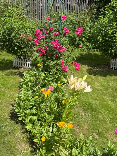 This is a high-angle, close-up shot of a lush garden in Yesipovo, Russia. The garden features a variety of blooming flowers, including bright pink roses climbing a green trellis, delicate white lilies, and cheerful yellow marigolds. Lush green foliage and grass dominate the scene, with a wooden fence and a white picket fence visible in the background. The lighting suggests a sunny day, casting shadows across the lawn. There are no people or animals present in the image.