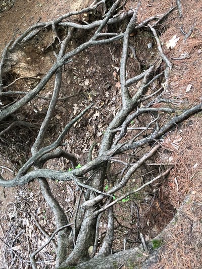The image displays a close-up, overhead view of exposed tree roots on a forest floor. The roots are thick and gnarled, crisscrossing and intertwining with each other. The ground is covered with soil, fallen leaves, pine needles, and small stones. A few small green shoots are visible among the roots. The overall impression is one of organic growth and the passage of time. The image does not provide any information that would allow for its location in Barrie, Canada, or any other specific city.