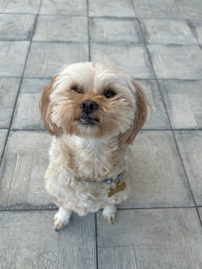 A medium shot shows a shih-tzu dog with tan and white fur sitting on a grey tiled floor. The dog is looking directly at the camera with its mouth slightly open, revealing a silver object in its mouth. The dog is wearing a silver collar with a gold tag. The background consists of grey tiles that appear to be part of an outdoor patio. The lighting is bright, suggesting daytime. There is no indication of the location in Перовское сельское поселение, Ukraine.