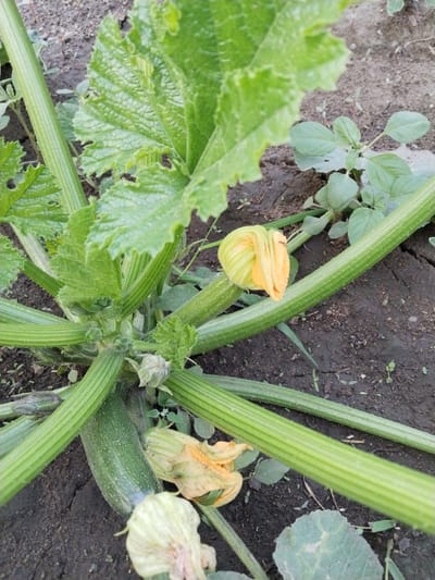 A close-up, high-angle shot shows a zucchini plant growing in dark soil, likely in a garden in the village of Zelionoye, Russia. The plant's thick, ribbed green stems dominate the frame, with large, textured green leaves fanning out. Two developing zucchini fruits are visible, one longer and green, the other shorter and partially obscured by a wilting yellow flower. Another yellow zucchini flower, still mostly closed, is attached to a stem on the right side of the image. Small green weeds and debris are scattered on the soil surface. The overall scene is natural and unadorned, depicting a stage of plant growth.