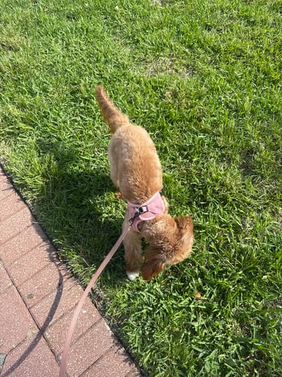 A golden-colored dog with a pink harness and leash is on a green grassy lawn next to a brick pathway in Boca Raton, Florida, United States of America. The dog is facing downwards and appears to be sniffing the grass. The sun is casting shadows on the grass and pathway, indicating it is daytime.
