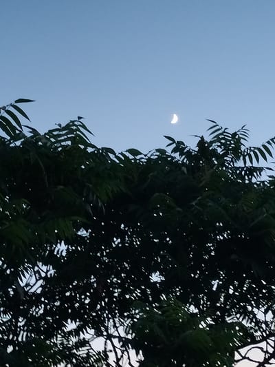 The image captures a crescent moon hanging in a clear, pale blue twilight sky, partially obscured by the dark silhouette of lush green foliage. The leaves of the trees are densely packed, creating a thick canopy that fills the lower portion of the frame. Small patches of the sky are visible through the gaps in the leaves, appearing as bright, irregular shapes. The overall lighting suggests the scene is set in the early evening or late evening. There are no people or other objects visible in the image. The location, Lykhove, Ukraine, is noted but cannot be visually confirmed from the provided image.