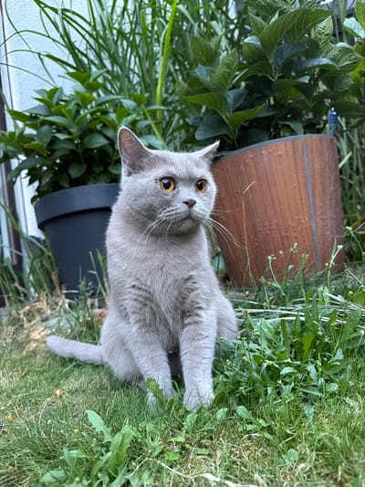 A grey cat is sitting on a grassy lawn in front of large green plants and planters. The cat is facing to the right of the frame, with its head slightly turned towards the viewer. Its eyes are wide and amber colored. Its tail is curled around its body. The background consists of green foliage and a textured wall, likely part of a building. There are also two planters visible, one dark gray and one a reddish-brown wood-like material. The scene appears to be outdoors, possibly in a garden or backyard setting. The location is Creußen, Germany.