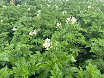 This is a close-up, eye-level shot of a potato field in Otradny, Russia. The field is densely planted with healthy potato plants, characterized by their lush green leaves. White potato flowers with yellow centers are blooming and visible throughout the field. The background shows more rows of potato plants stretching into the distance, with a slightly overcast sky. The soil is dark and appears to be tilled. No people or animals are present in the image.