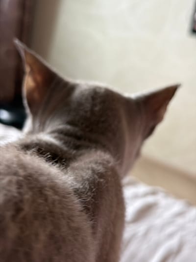 The image shows the back of a light gray cat with large ears, viewed from behind and slightly above. The cat appears to be lying on a white, textured surface, possibly bedding. The background is out of focus and consists of soft, muted colors, suggesting an indoor environment. There are no humans or other animals visible in the image. The location in Bobrovo, Russia is not discernible from the image content.