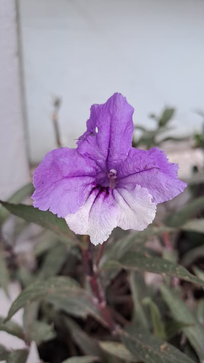 A single, two-toned purple and white flower is the central subject of this close-up, eye-level shot. The flower has five distinct petals, with the upper three exhibiting a vibrant purple hue and the lower two transitioning to a delicate white. The purple petals are wrinkled and textured, with darker veins converging towards the center of the bloom. A small, white speck, possibly an insect, is visible on the upper left purple petal. The flower is positioned against a blurred background of green foliage and a pale, out-of-focus wall. The lighting suggests it is daytime, with soft illumination highlighting the flower's intricate details. The overall scene evokes a sense of natural beauty and tranquility, with the flower appearing to be in full bloom. This image was taken in the city of Bireuen, Indonesia.