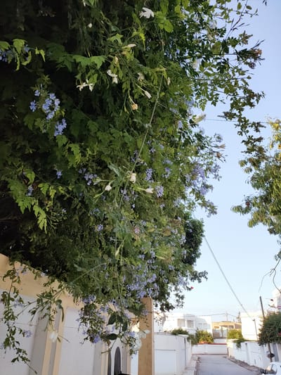 This is a medium-angle, eye-level, outdoor shot taken in Ariana, Tunisia, on a clear day with a bright blue sky. The foreground is dominated by a dense, leafy green vine with clusters of small light blue and white flowers, cascading over a cream-colored wall. The vine extends upwards and to the right, partially obscuring other foliage and the sky.
Beyond the wall, a narrow asphalt street runs towards the background, lined by white-washed buildings with flat roofs and balconies, typical of Mediterranean architecture. Some of these buildings have orange or red accents. Green trees and bushes are visible in the middle ground and along the sides of the street, adding to the vibrant greenery. Two thin black wires stretch diagonally across the sky from the upper right to the lower left, indicating the presence of overhead power or communication lines. No people are visible in the image. The scene appears to be a residential street in a town or city.