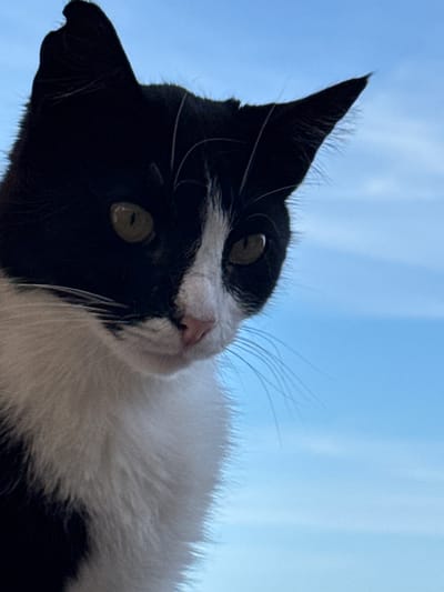 This media file captures a close-up, low-angle shot of a black and white cat against a bright blue sky. The cat's head is tilted, with its left ear pointing sharply upwards and its wide green eyes looking directly at the viewer. The cat's fur is predominantly black on the left side of its face, with a stark white patch covering its nose, right cheek, and chest. Wispy whiskers extend from its muzzle, and the fine hairs on its ears are clearly visible against the sky. The sky appears clear with subtle vertical streaks, suggesting daylight. The composition emphasizes the cat's face and its intense gaze, with the sky serving as a simple, uncluttered backdrop. There is no visible text in the image. The overall impression is one of curiosity and direct engagement from the feline subject.