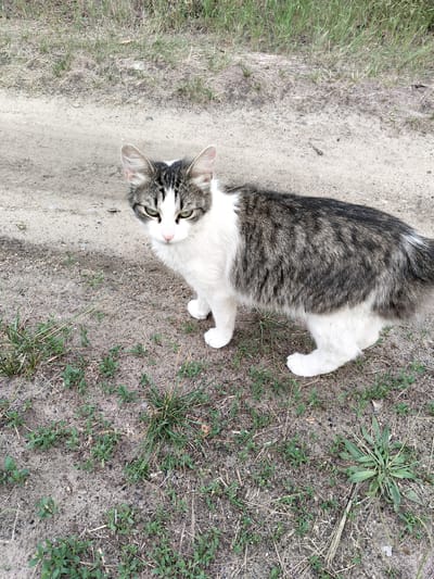 A medium-haired, bicolor cat with grey tabby markings on its back and white fur on its chest, belly, and paws stands on a dirt road with scattered green grass and dried vegetation in Shchastia, Ukraine. The cat is facing forward, looking directly at the camera with green eyes and a pink nose. Its ears are upright, and its tail is not fully visible. The background consists of more dirt road and dry grass. The lighting suggests it is daytime.