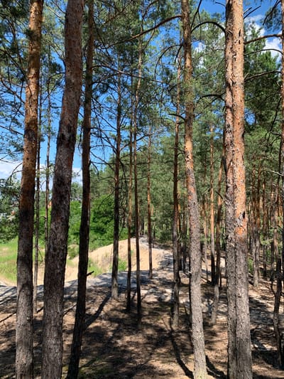 This image captures a sun-dappled forest in Hostomel, Ukraine, with a path winding through tall pine trees. The foreground is dominated by the textured, reddish-brown bark of several pine trunks, casting long shadows on the sandy ground covered with fallen needles. In the midground, the path, made of packed earth and sand, curves to the right, bordered by lush green vegetation and a sandy slope. The background reveals a denser forest with more pine trees stretching towards a bright blue sky dotted with white clouds. The overall impression is one of a tranquil, natural setting within the city.