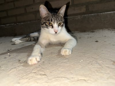 In Turkan, Uzbekistan, a young tabby and white cat is lying on a concrete surface in front of a brick wall. The cat is positioned facing the camera, with its front paws extended forward. Its fur exhibits a mix of grey tabby markings and white patches. The cat has bright yellow eyes and its ears are erect. A shadow of the cat, including its ears, is cast on the brick wall behind it. The concrete surface appears slightly rough and uneven, with some scattered debris. The lighting suggests it may be nighttime or a dimly lit area, with a direct light source illuminating the cat.