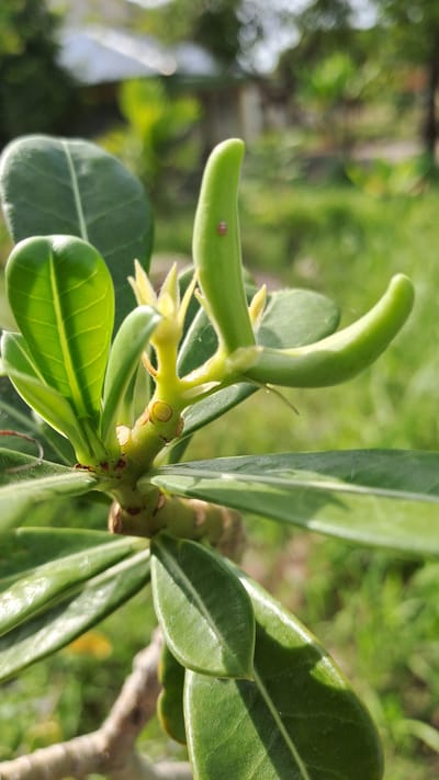 In Kruengjuli Timu, Indonesia, a close-up, high-angle shot captures a vibrant green plant branch adorned with developing seed pods. A small, reddish-brown insect, possibly a ladybug, is perched on one of the pods. The background is softly blurred, showcasing a natural outdoor environment with green foliage and hints of sunlight filtering through. The focus is sharp on the plant and the insect, emphasizing the intricate details of nature.