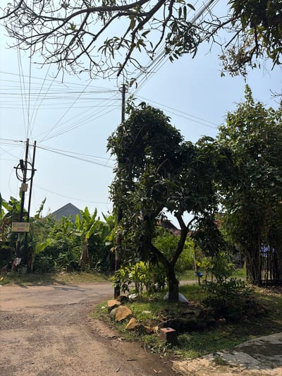 The image depicts a rural road in Denasri Kulon, Indonesia, under a clear sky. A dirt road curves into the distance, flanked by lush vegetation, including banana trees and other leafy plants. A utility pole with numerous tangled wires stands prominently on the left side of the road, adorned with a yellow sign. In the foreground, a small tree with dense foliage grows amidst a cluster of rocks and grass. Further in the background, a peaked roof of a building is visible through the greenery, suggesting a residential area. The overall scene conveys a tranquil, everyday rural setting.
