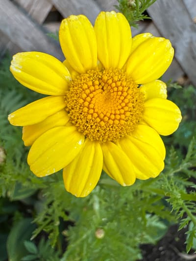 A close-up, eye-level shot captures a vibrant yellow daisy in full bloom, its petals radiating outwards from a textured, golden-orange center. The flower dominates the frame, with a blurred background of green foliage and a hint of a weathered wooden fence in the upper left corner. The setting is likely a garden or outdoor area in Ветлужский, Russia, suggested by the presence of typical flora and fencing. The lighting is natural, highlighting the intricate details of the daisy's petals and center. There are no people or animals present in the image. The overall impression is one of natural beauty and tranquility.