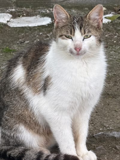 An outdoor, medium shot captures a cat sitting on a dirt path, with what appears to be concrete or stone elements in the background. The cat, a tabby and white domestic short-hair, is facing the camera with its green eyes open. Its fur is a mix of white, brown, and grey, with distinct tabby markings on its head and back. The cat's pink nose and white whiskers are clearly visible. The ground beneath the cat is dark and appears to be made of soil and small stones. There are some lighter colored patches in the background, possibly remnants of paint or concrete. The image does not contain any people or any discernible indications of human activity beyond what would be expected in a public outdoor space. The location specified as Kokalyane, Bulgaria, is not visually verifiable from the provided image.